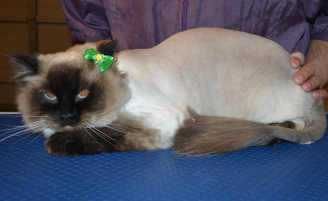 Maxie is a Ragdoll. She had her fur shaved down, nails clipped, ears cleaned and a wash n blow dry. — at Kylies Cat Grooming Services.