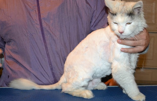 Astrid is a Chinchilla x Domestic. She had her matted fur shaved off, nails clipped and ears cleaned. — at Kylies Cat Grooming Services.