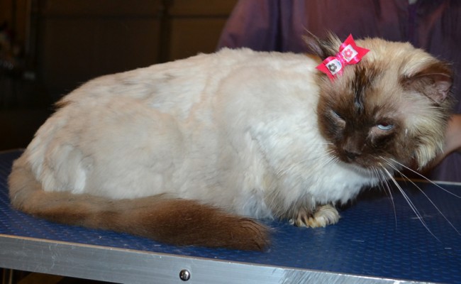Bessie is a Ragdoll. She had a comb clip, nails clipped, ears cleaned, a wash n blow dry and Glitter Pink Softpaw nail caps. — at Kylies Cat Grooming Services.