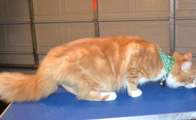 Walter is a medium hair Domestic. He had his fur shaved down, nails clipped ad ears cleaned. — at Kylies Cat Grooming Services.