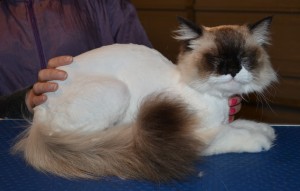 Millie is a Ragdoll. She had her matted fur shaved off, nails clipped and Blue Softpaw nail caps . She was a feisty one! — at Kylies Cat Grooming Services.