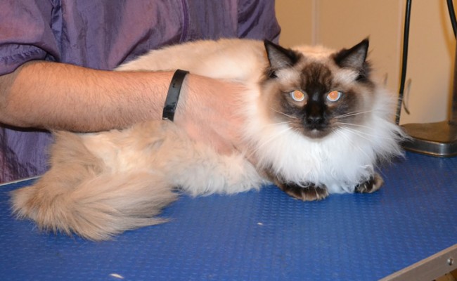 Momo is a Ragdoll. He had his fur shaved down, nails clipped, ears cleaned and a wash n blow dry. — at Kylies Cat Grooming Services.
