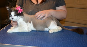 Muffin is a Snowshoe x Domestic. She had her matted fur shaved down, nails clipped, ears cleaned and a wash n blow dry. — at Kylies Cat Grooming Services.