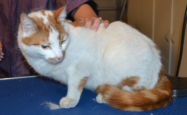 Tiger is a Short hair Domestic. he had his fur shaved down, nails clipped and ears cleaned. — at Kylies Cat Grooming Services.