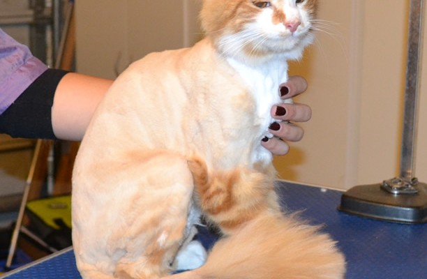 Walter is a medium hair Domestic. He had his fur shaved down, nails clipped ad ears cleaned. — at Kylies Cat Grooming Services.