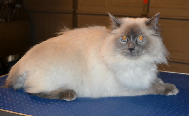 Poppy is a Ragdoll. She had her fur shaved down, nails clipped, ears cleaned and Orange Softpaw nail caps. — at Kylies Cat Grooming Services.