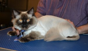 Momo is a Ragdoll. He had his fur shaved down, nails clipped, ears cleaned and a wash n blow dry. — at Kylies Cat Grooming Services.