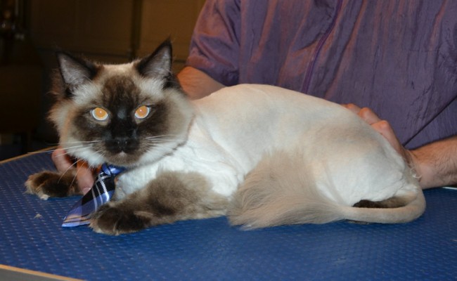 Momo is a Ragdoll. He had his fur shaved down, nails clipped, ears cleaned and a wash n blow dry. — at Kylies Cat Grooming Services.