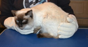 Mocha is a Ragdoll. She had her matted fur shaved off, nails clipped, ears cleaned, and wash n blow dry and Some Softpaw nail caps put on. — at Kylies Cat Grooming Services.