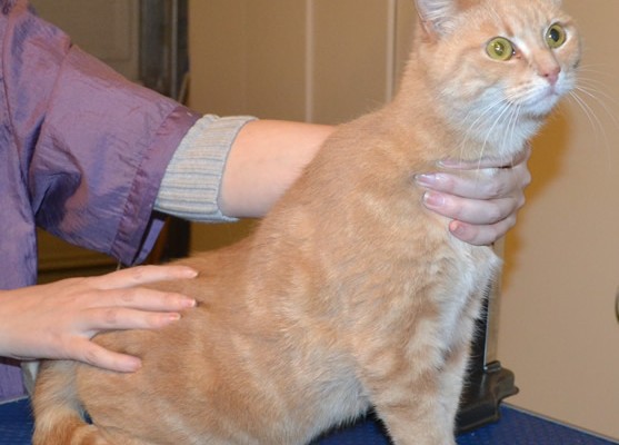 Mandy is a Short hair Domestic. She had her fur shaved down, nails clipped and ears cleaned. — at Kylies Cat Grooming Services.