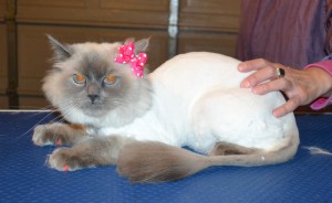 Poppy is a Ragdoll. She had her fur shaved down, nails clipped, ears cleaned and Orange Softpaw nail caps. — at Kylies Cat Grooming Services.