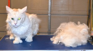 Aslan is a 11 kg Polydactyl Mainecoon. He had his nails clipped, fur raked, matted belly shaved down and ears cleaned. Aslan has 6 toes on his front paws. — at Kylies Cat Grooming Services.