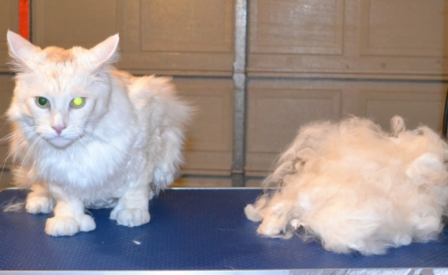 Aslan is a 11 kg Polydactyl Mainecoon. He had his nails clipped, fur raked, matted belly shaved down and ears cleaned. Aslan has 6 toes on his front paws. — at Kylies Cat Grooming Services.