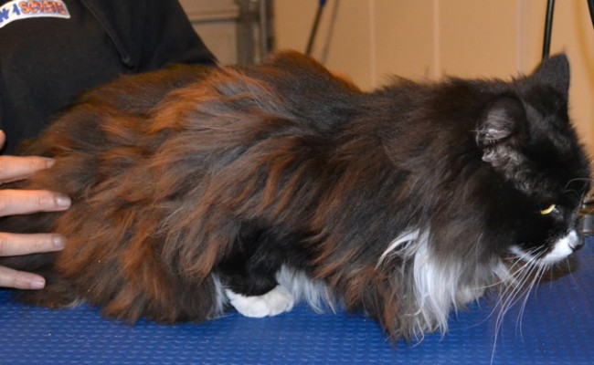 Richie is a Long hair Domestic. She had her matted fur shaved off, nails clipped and ears cleaned. — at Kylies Cat Grooming Services.