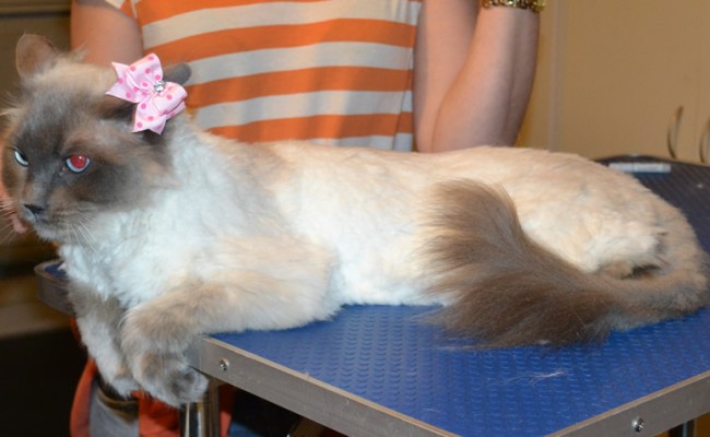 Bell is a Ragdoll, She had a comb clip, nails clipped, ears cleaned, wash n blow dry and Softpaws put on . — at Kylies Cat Grooming Services.