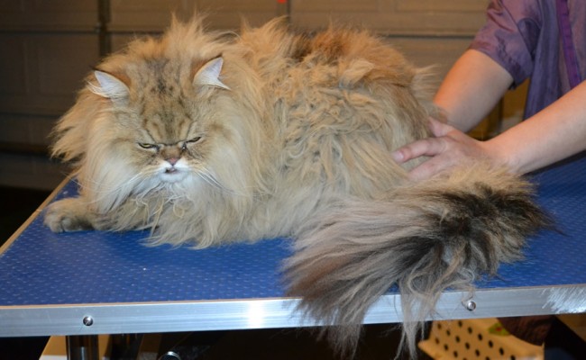 QQ is a Persian. He had his matted fur shaved off, nails clipped, ears and eyes cleaned and a wash n blow dry. — at Kylies Cat Grooming Services