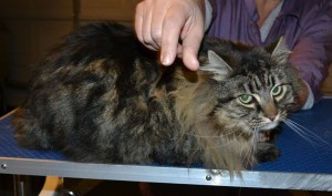 Tommy is a Long hair Domestic. He has his matted fur shaved down, nails clipped and ears cleaned. — at Kylies Cat Grooming Services.