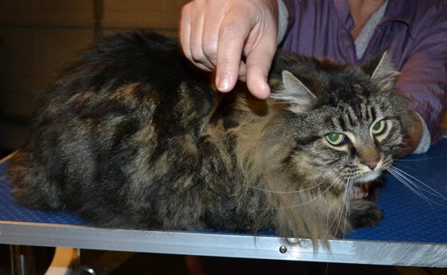 Tommy is a Long hair Domestic. He has his matted fur shaved down, nails clipped and ears cleaned. — at Kylies Cat Grooming Services.