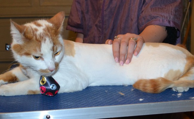 Tiger is a Short hair Domestic. he had his fur shaved down, nails clipped and ears cleaned. — at Kylies Cat Grooming Services.