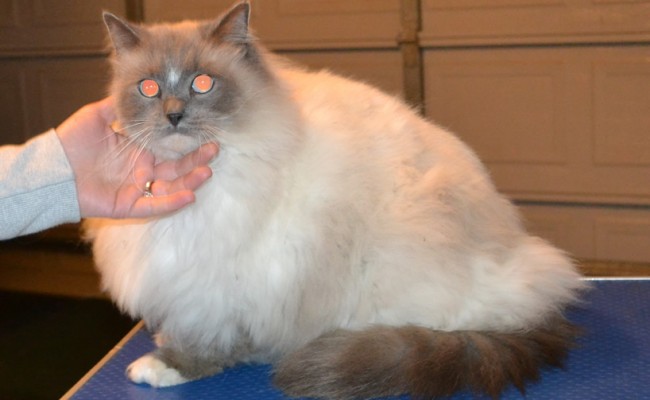Pizza is a Ragdoll. He had his matted fur shaved of, nails clipped and ears cleaned. — at Kylies Cat Grooming Services.
