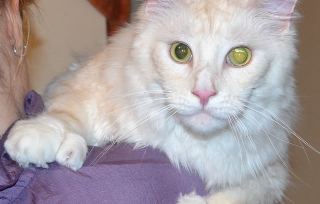 Aslan is a 11 kg Polydactyl Mainecoon. He had his nails clipped, fur raked, matted belly shaved down and ears cleaned. Aslan has 6 toes on his front paws. — at Kylies Cat Grooming Services.