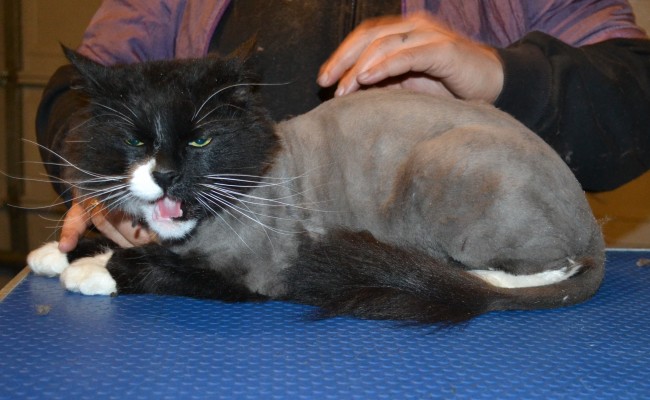 Richie is a Long hair Domestic. She had her matted fur shaved off, nails clipped and ears cleaned. — at Kylies Cat Grooming Services.