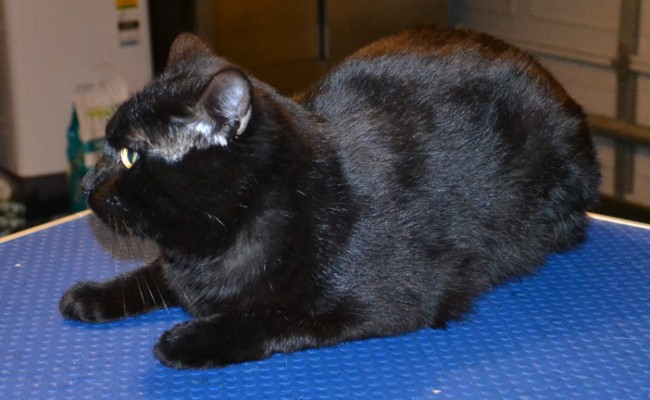 Aladdin is a Short hair Domestic. He had his fur shaved down, nails clipped, ears cleaned and a wash n blow dry. — at Kylies Cat Grooming Services.