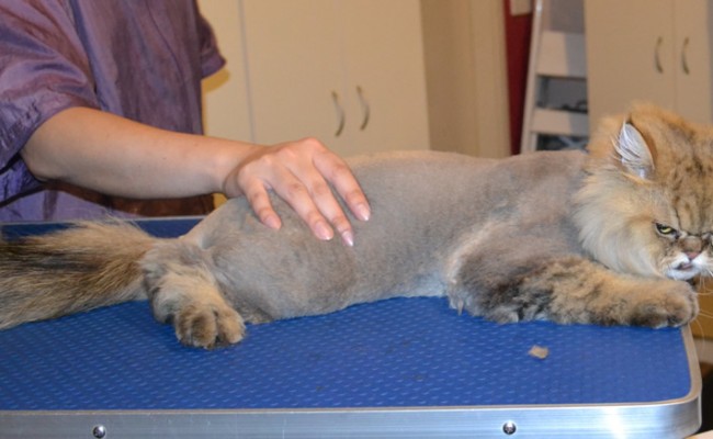 QQ is a Persian. He had his matted fur shaved off, nails clipped, ears and eyes cleaned and a wash n blow dry. — at Kylies Cat Grooming Services