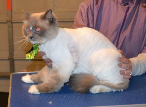 Pizza is a Ragdoll. He had his matted fur shaved of, nails clipped and ears cleaned. — at Kylies Cat Grooming Services.