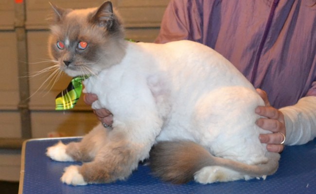 Pizza is a Ragdoll. He had his matted fur shaved of, nails clipped and ears cleaned. — at Kylies Cat Grooming Services.