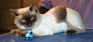 Mocha is a Ragdoll. She had her matted fur shaved off, nails clipped, ears cleaned, and wash n blow dry and Some Softpaw nail caps put on. — at Kylies Cat Grooming Services.