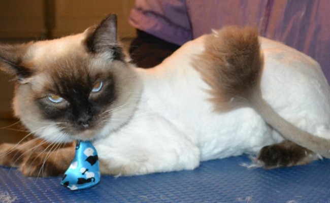 Mocha is a Ragdoll. She had her matted fur shaved off, nails clipped, ears cleaned, and wash n blow dry and Some Softpaw nail caps put on. — at Kylies Cat Grooming Services.
