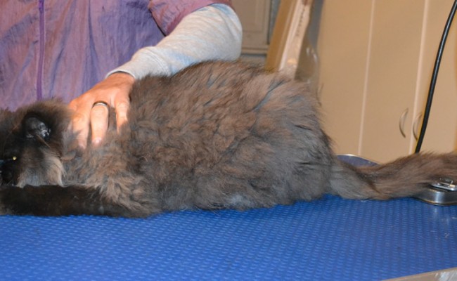 Dags is a Persian Chinchilla. He had his matted fur shaved off, nails clipped, ears and eyes cleaned. — at Kylies Cat Grooming Services.