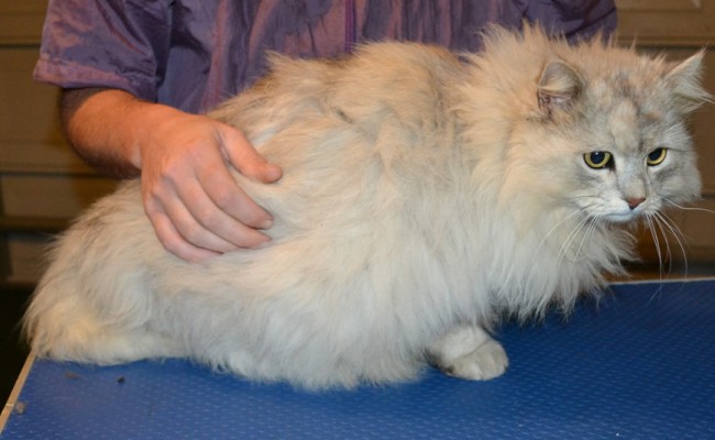 Tom is a Chinchilla x. He had his matted fur shaved off, nails clipped and ears cleaned. — at Kylies Cat Grooming Services.