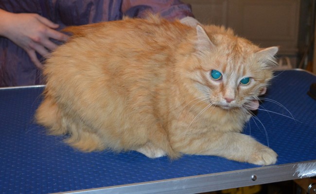 Bobby is a Medium hair Domestic. She had her matted fur shaved down, nails clipped, ears cleaned and a wash n blow dry. — at Kylies Cat Grooming Services.