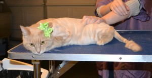 Mandy is a Short hair Domestic. She had her fur shaved down, nails clipped and ears cleaned. — at Kylies Cat Grooming Services.