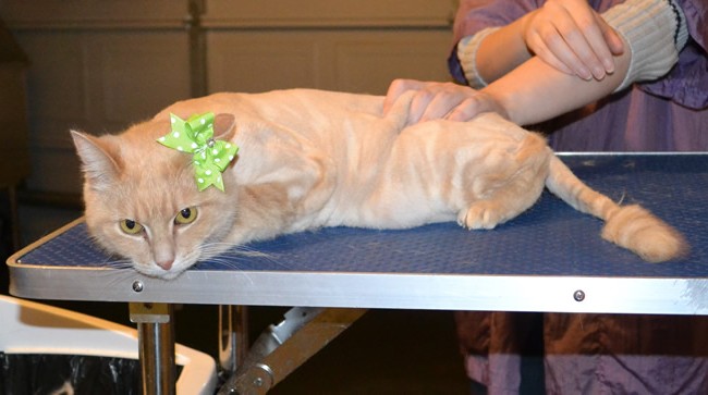 Mandy is a Short hair Domestic. She had her fur shaved down, nails clipped and ears cleaned. — at Kylies Cat Grooming Services.