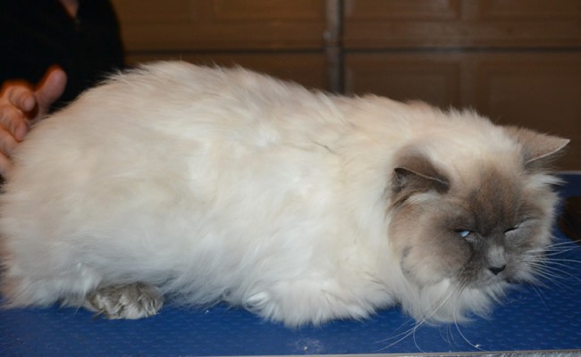 Red is a Ragdoll. He had his bad matted fur shaved right off, nails clipped, ears cleaned and a wash n blow dry. — at Kylies Cat Grooming Services.