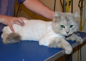 Tom is a Chinchilla x. He had his matted fur shaved off, nails clipped and ears cleaned. — at Kylies Cat Grooming Services.