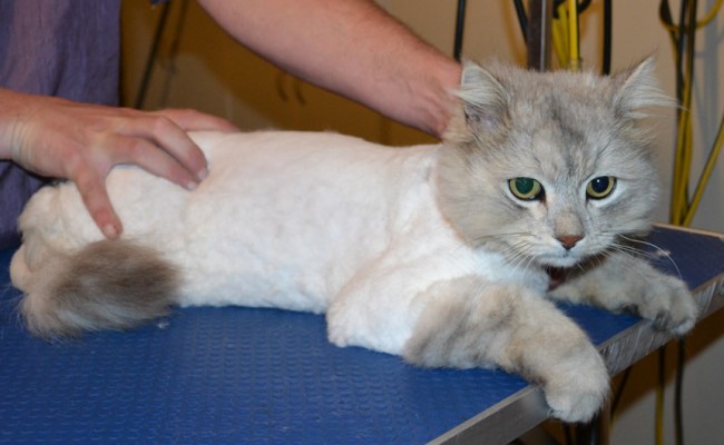 Tom is a Chinchilla x. He had his matted fur shaved off, nails clipped and ears cleaned. — at Kylies Cat Grooming Services.