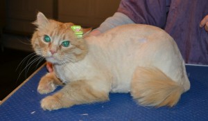 Bobby is a Medium hair Domestic. She had her matted fur shaved down, nails clipped, ears cleaned and a wash n blow dry. — at Kylies Cat Grooming Services.