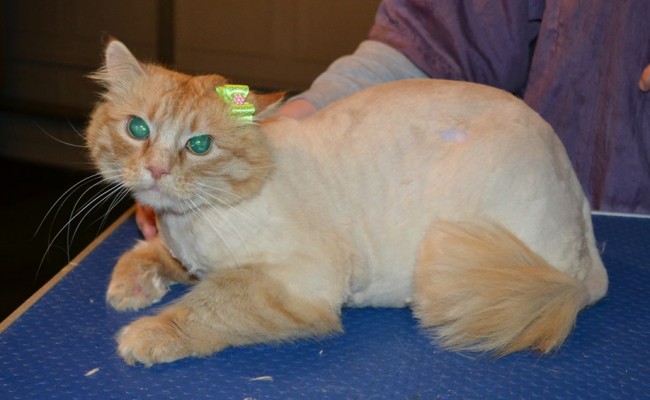 Bobby is a Medium hair Domestic. She had her matted fur shaved down, nails clipped, ears cleaned and a wash n blow dry. — at Kylies Cat Grooming Services.