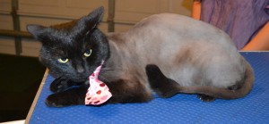 Aladdin is a Short hair Domestic. He had his fur shaved down, nails clipped, ears cleaned and a wash n blow dry. — at Kylies Cat Grooming Services.
