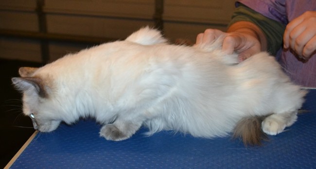 Millie is a Ragdoll. She had her Fur shaved down, nails clipped and ears cleaned. — at Kylies Cat Grooming Services.