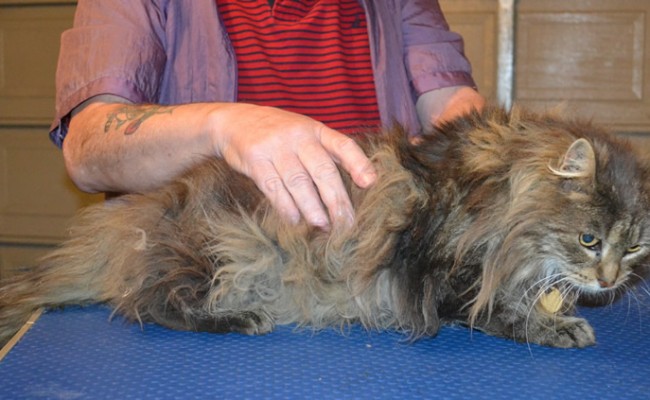 Silky is a 15yr old Long hair Domestic. She had her matted fur shaved right down,nails clipped, ears cleaned and a wash n blow dry. — at Kylies Cat Grooming Services.