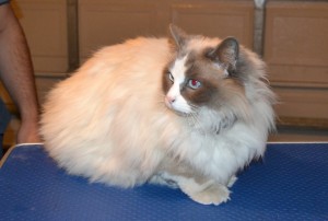 Zoe is a Ragdoll. She had her matted fur shaved off, nails clipped, ears cleaned and a wash n blow dry. — at Kylies Cat Grooming Services.