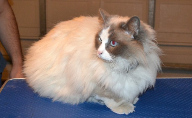 Zoe is a Ragdoll. She had her matted fur shaved off, nails clipped, ears cleaned and a wash n blow dry. — at Kylies Cat Grooming Services.