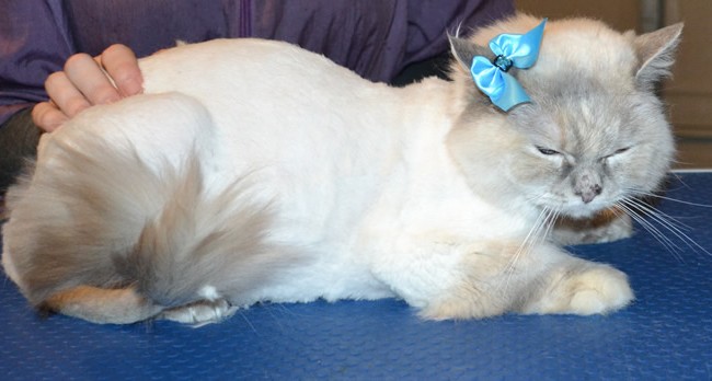 Juicy is a Ragdoll. She had her matted fur shaved off, nails clipped and ears cleaned. — at Kylies Cat Grooming Services.