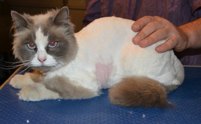 Zoe is a Ragdoll. She had her matted fur shaved off, nails clipped, ears cleaned and a wash n blow dry. — at Kylies Cat Grooming Services.