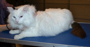 Stewie is a Ragdoll. He had his fur shaved off, nails clipped, ears cleaned and a wash n blow dry. — at Kylies Cat Grooming Services.